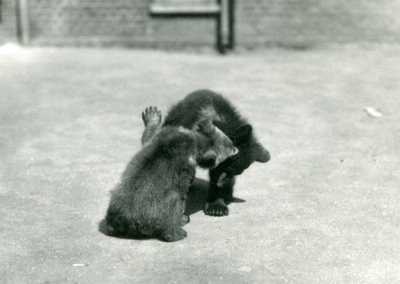 Zwei Braunbärenjunge beim Herumtollen im Londoner Zoo, Juni 1914 von Frederick William Bond